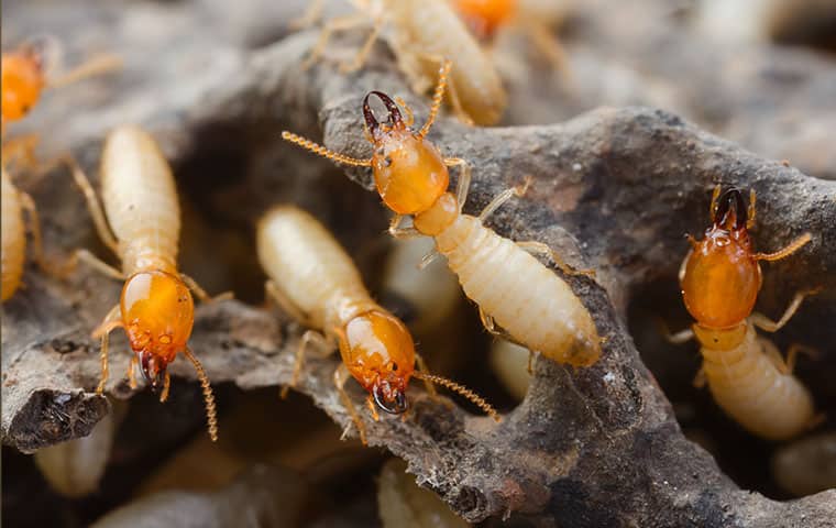 Featured image for “Termites”